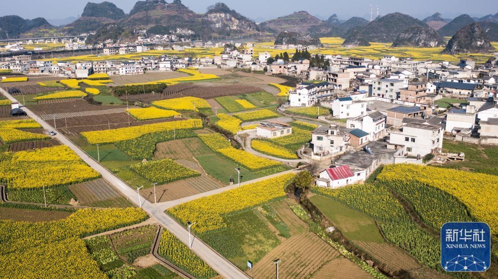 贵州省六盘水市六枝特区木岗镇的油菜花田(3月3日摄,无人机照片).