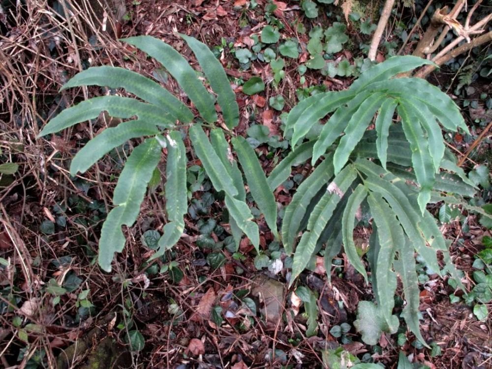 龙观乡发现两种宁波新纪录蕨类植物