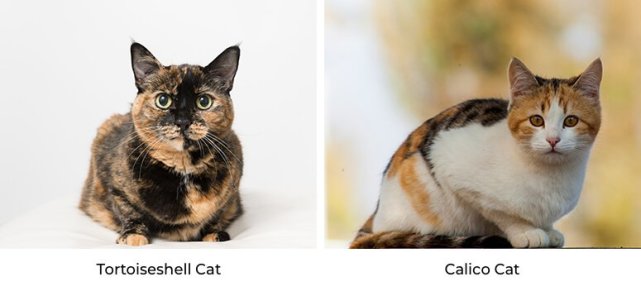 中华田园猫三花猫