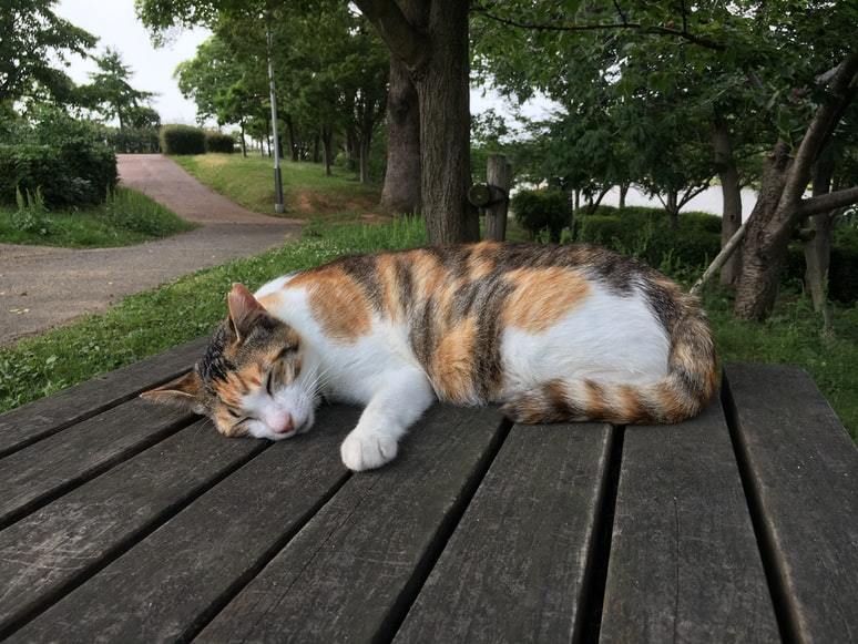 中华田园猫三花猫