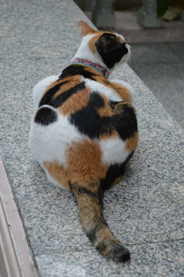 中华田园猫三花猫