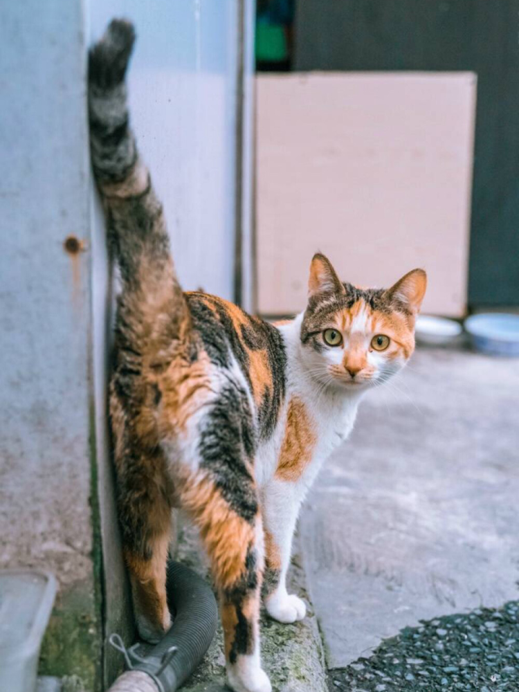 中华田园猫三花猫