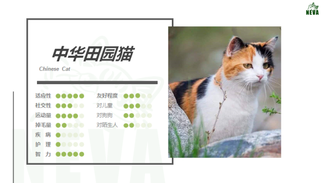 中华田园猫三花猫