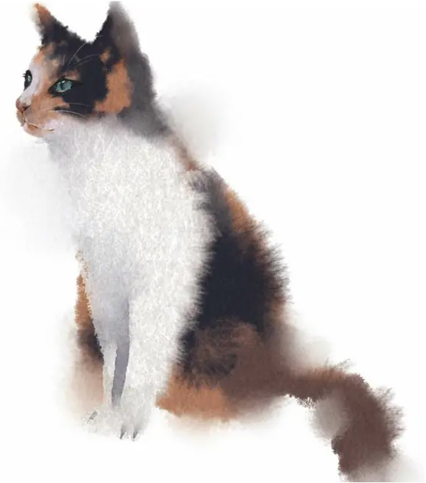 中华田园猫三花猫