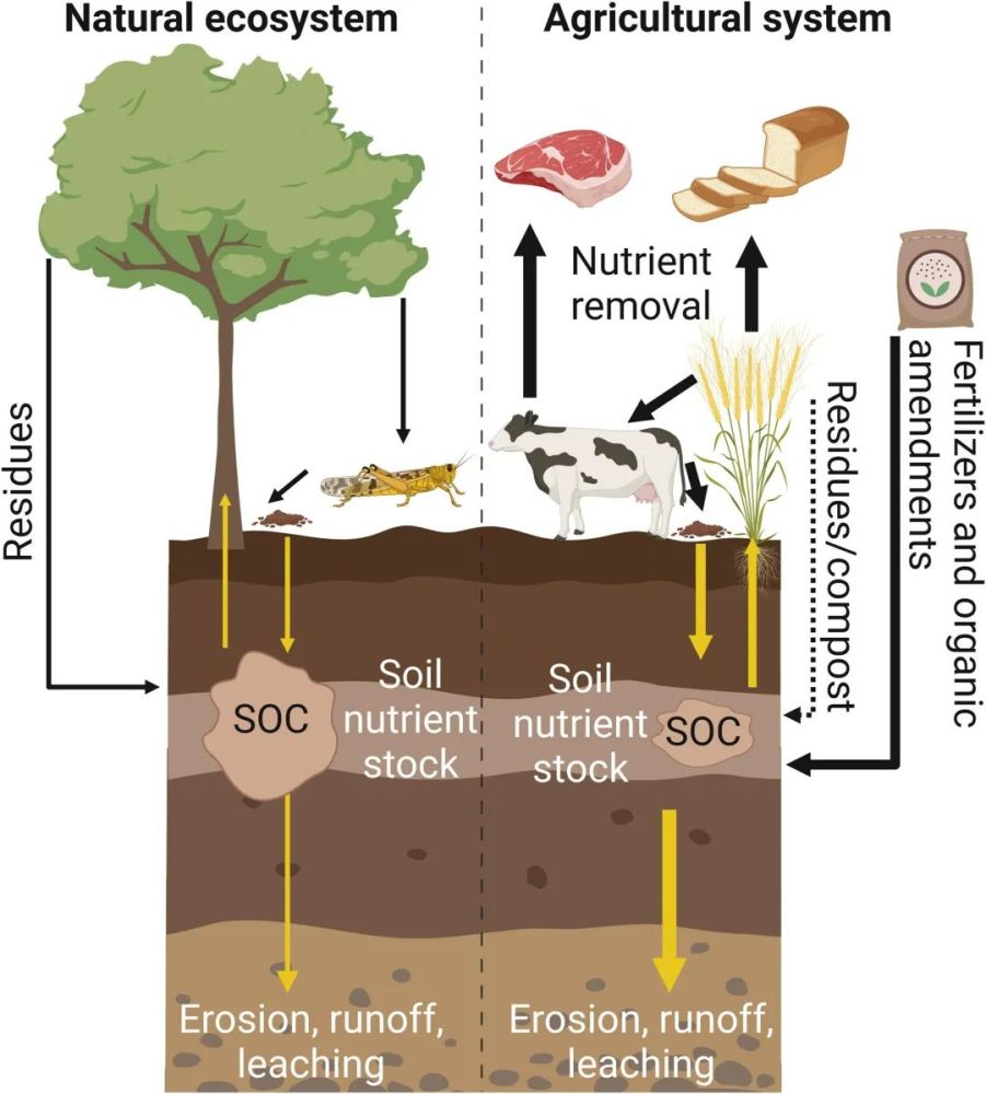 3)养分循环:如果没有土壤的养分储存和循环功能,自然生态系统和农业