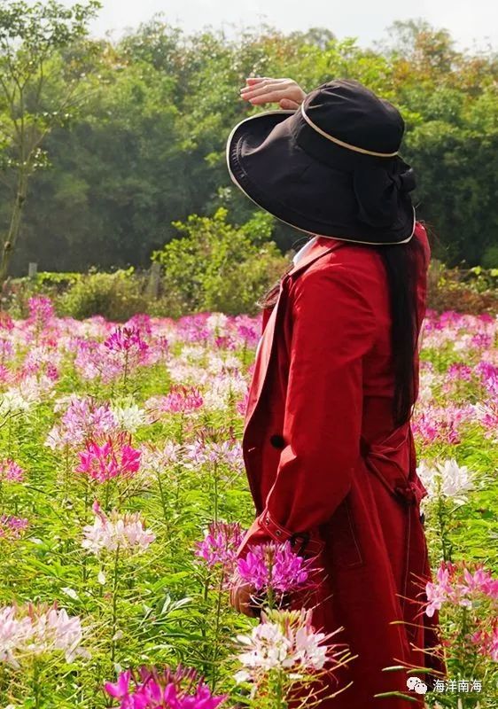于是我们看到,香草田园貌似在暗暗地开进以独立产品形态"女性乡村旅游