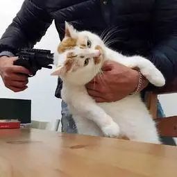猫咪挨打的时候为什么不敢还手背后原因太心酸