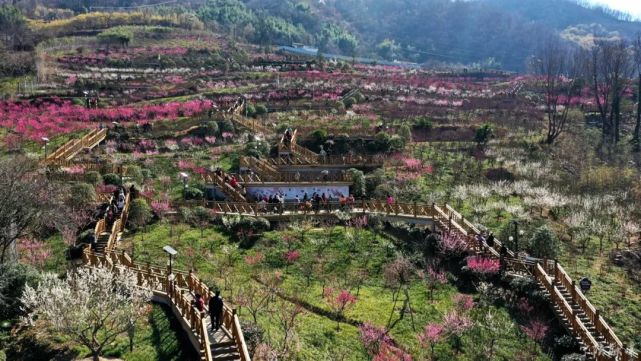 宁陕子午梅苑"满目金黄香百里,一方春色醉千山",赏油菜花海可以到汉阴