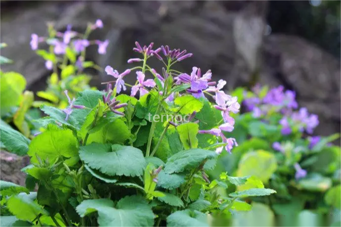 二月兰诸葛菜花开成海