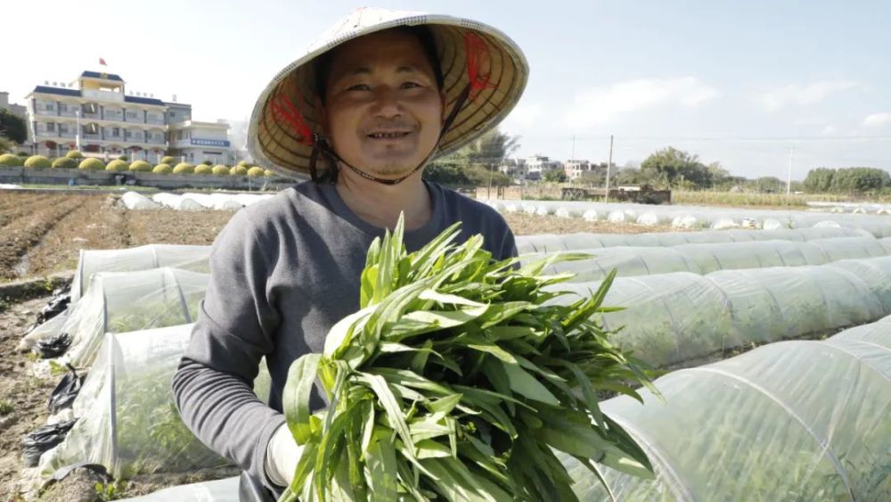 乡村振兴进行时丨云霄小拱棚蕹菜种出好钱景