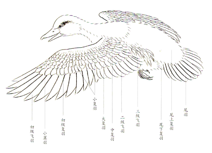 书画联盟丨写意禽鸟设色技法