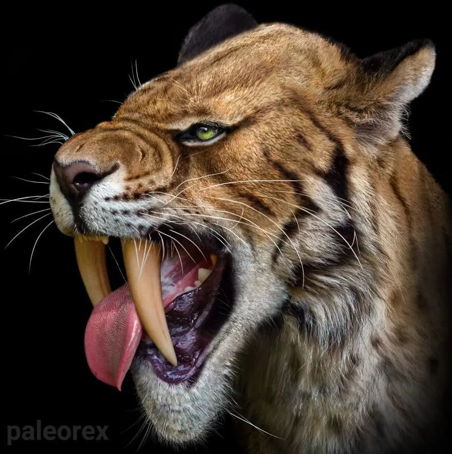 龙继续看杂图:不出门的猫猫(有点像圆寂了)测核酸的时候不要看到队就