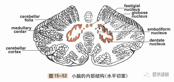 人体解剖学:中枢神经系统|小脑的内部结构