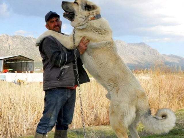 坎高犬vs灰狼如果两者正面硬肛谁才是真正的犬科之王