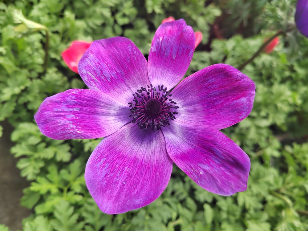 银莲花庭院阳台优选多年生球根