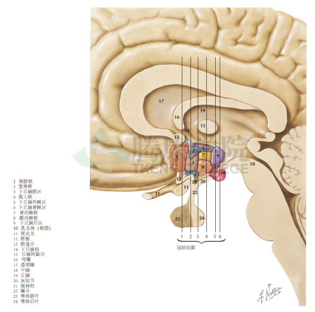 神经解剖学下丘脑的大体解剖