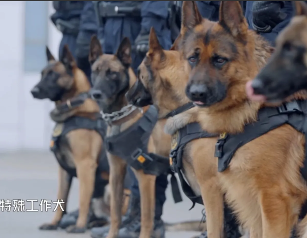 张晋问特警们警犬通常是工作多少年啊