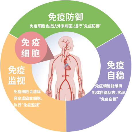 免疫细胞肩负重任,守护生命健康的卫士