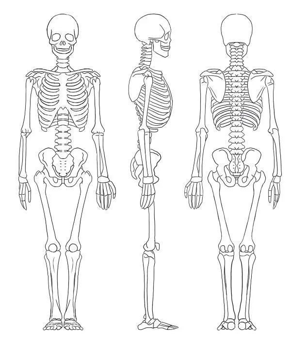 了解全身骨架图和全身肌肉图