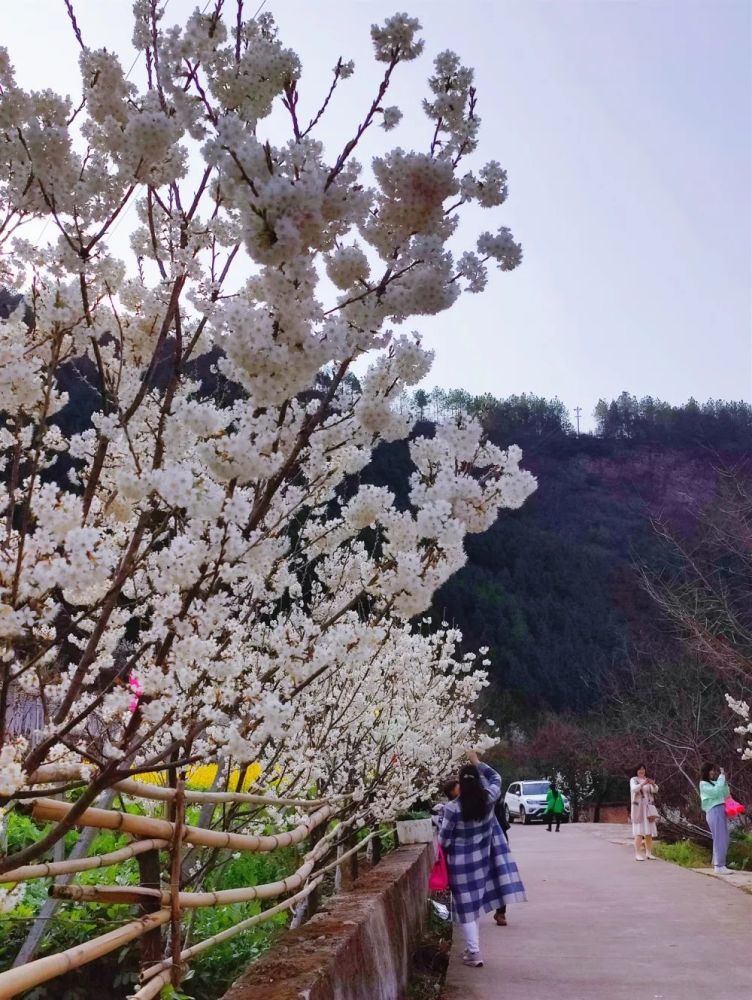 怒放美如雪樱桃花开迎春来女神节即将到来一起相约朝天沙河樱花谷吧