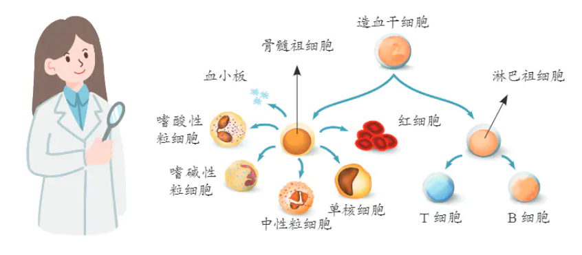 脐血100问问题5造血干细胞有哪些特点