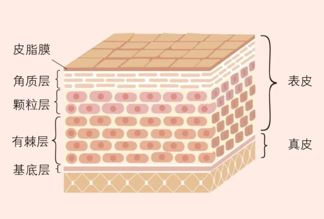 皮肤屏障受损还能修复吗蔓柚护肤团队告诉你答案