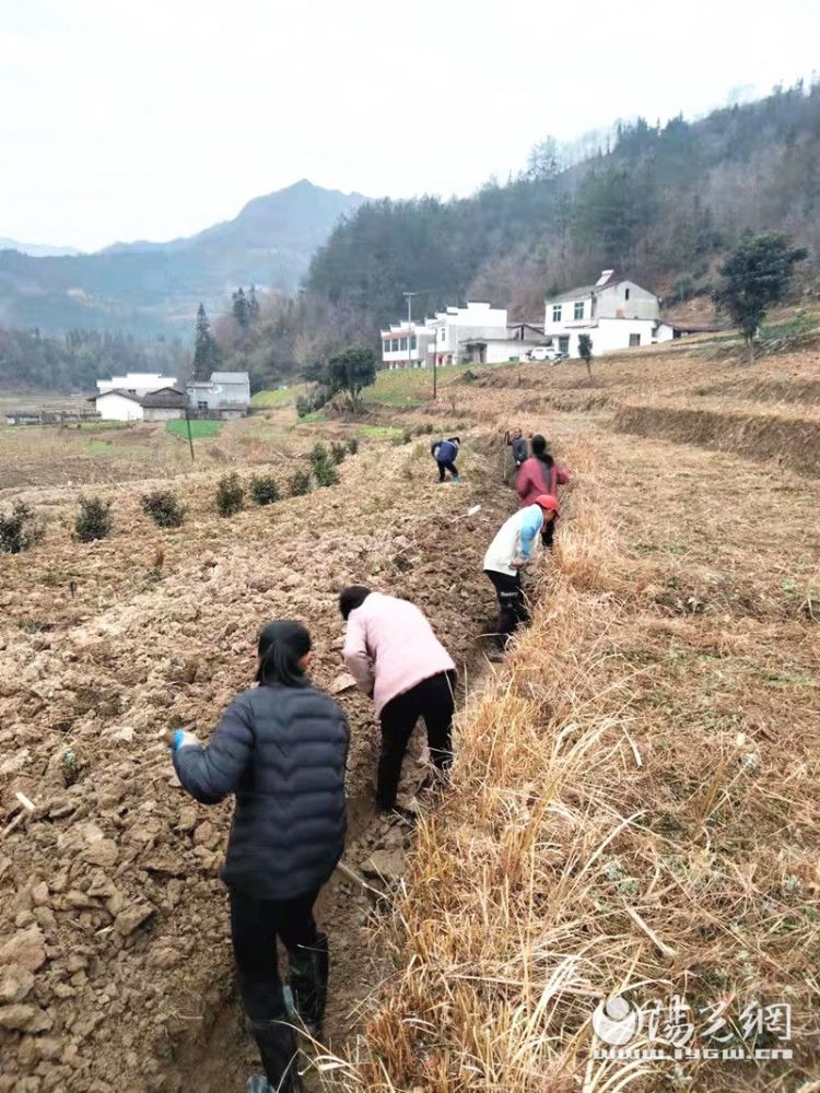 平利县广佛镇人勤春早忙春耕