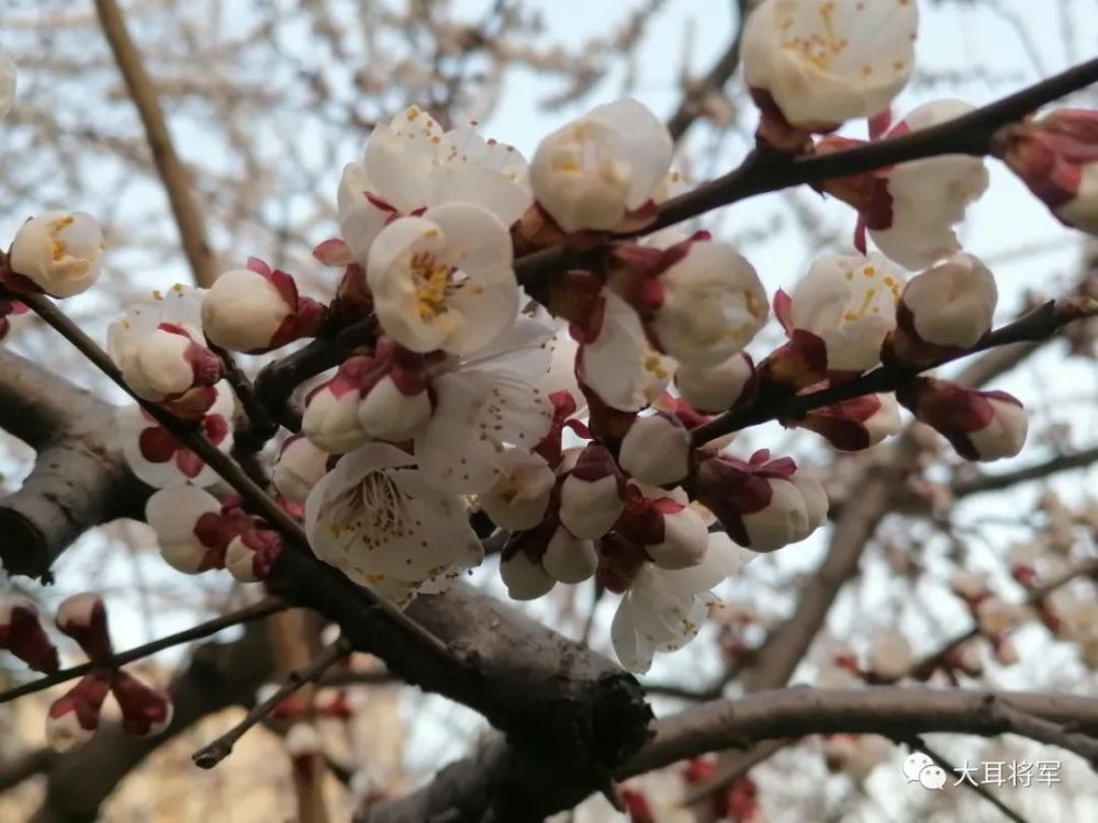 女郎折得殷勤看,道是春风及第花.