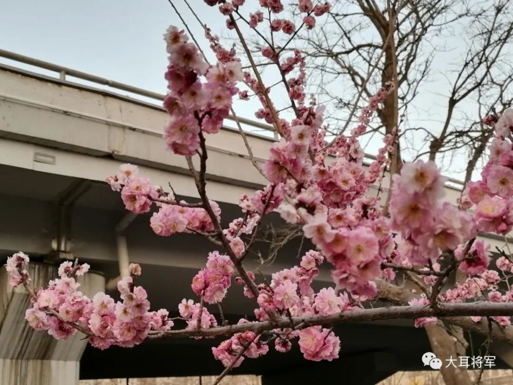 女郎折得殷勤看,道是春风及第花.