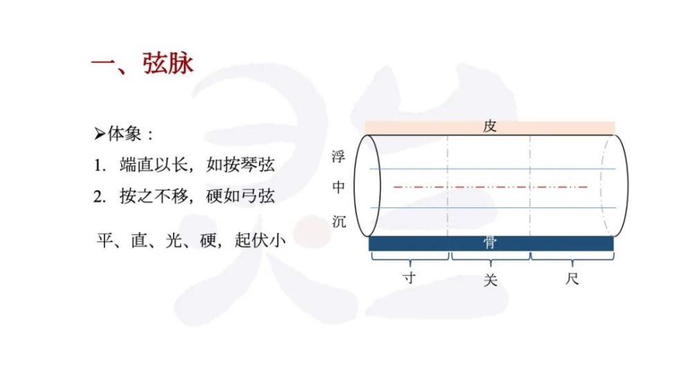 弦脉到底是什么全面系统讲解都在这了