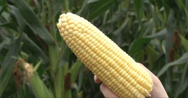 江苏鲜食玉米品种简介及春播注意技术
