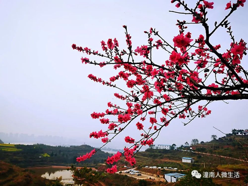 潼南桃花山的桃花即将绽放3月12日景区有节目表演活动哟