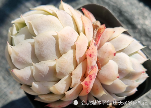多肉鬼魅你可别被它的名字吓到它其实是月影系的大美妞