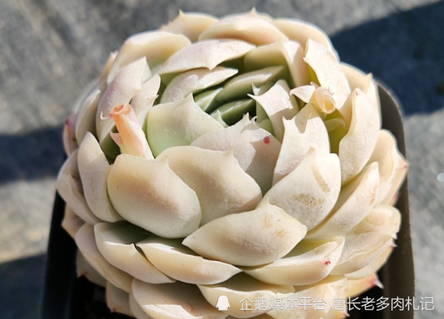多肉鬼魅你可别被它的名字吓到它其实是月影系的大美妞