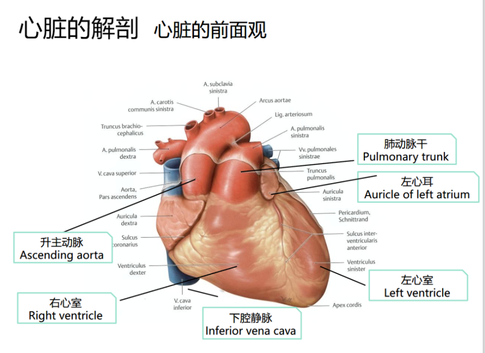 解剖心脏前后面观