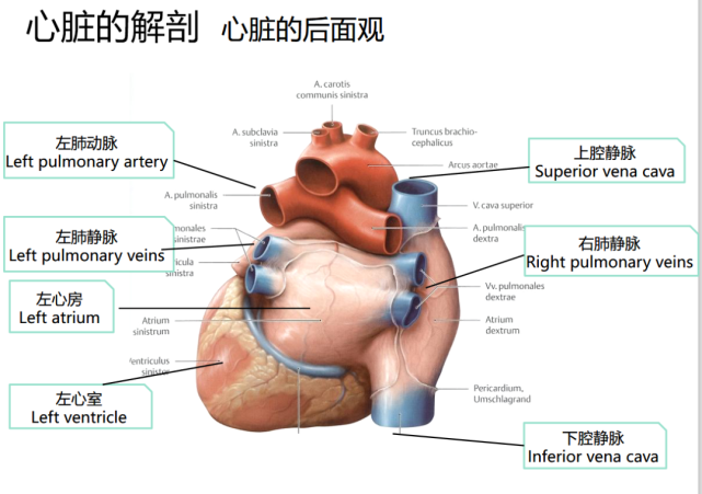 解剖心脏前后面观