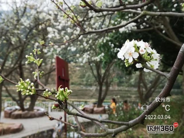 钦州碗窑梨花开啦!