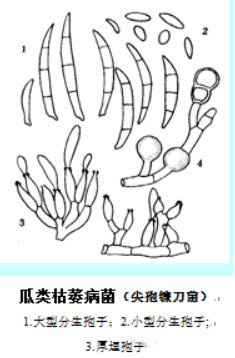 尖孢镰刀菌fusarium oxysporumschlecht.