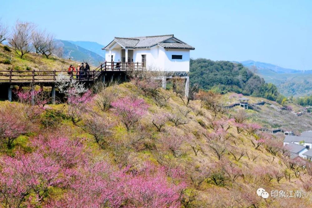 每年的2-3月,就是原乡小镇一年一度的梅花节.