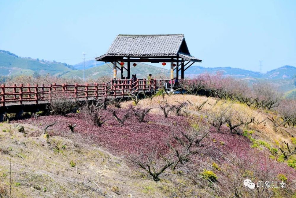 每年的2-3月,就是原乡小镇一年一度的梅花节.