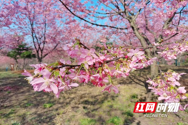 组图桂阳县宝山樱花园的樱花迎春绽放