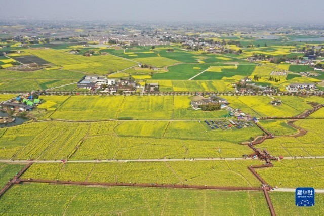 3月8日在四川省广汉市高坪镇李堰村拍摄的油菜花田(无人机照片.