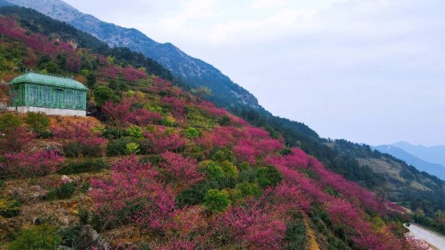 此刻樱花开得正艳,大家可以前往赏花,不过要提前预约哦.
