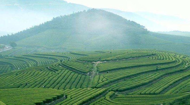 爱喝茶的你知道高山茶与平地茶的区别吗