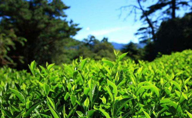 爱喝茶的你知道高山茶与平地茶的区别吗
