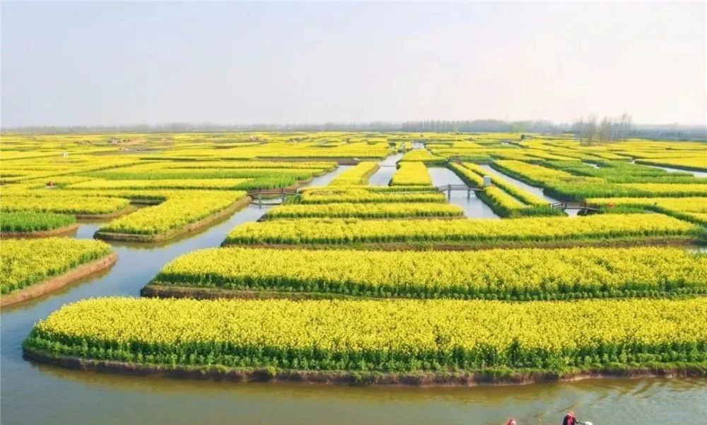 春天就去兴化吧看中国最美水上油菜花田那里太有诱惑了