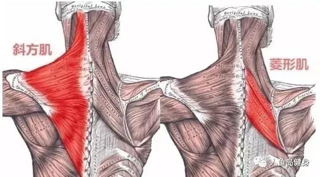 背部训练不可忽视的深层肌肉菱形肌