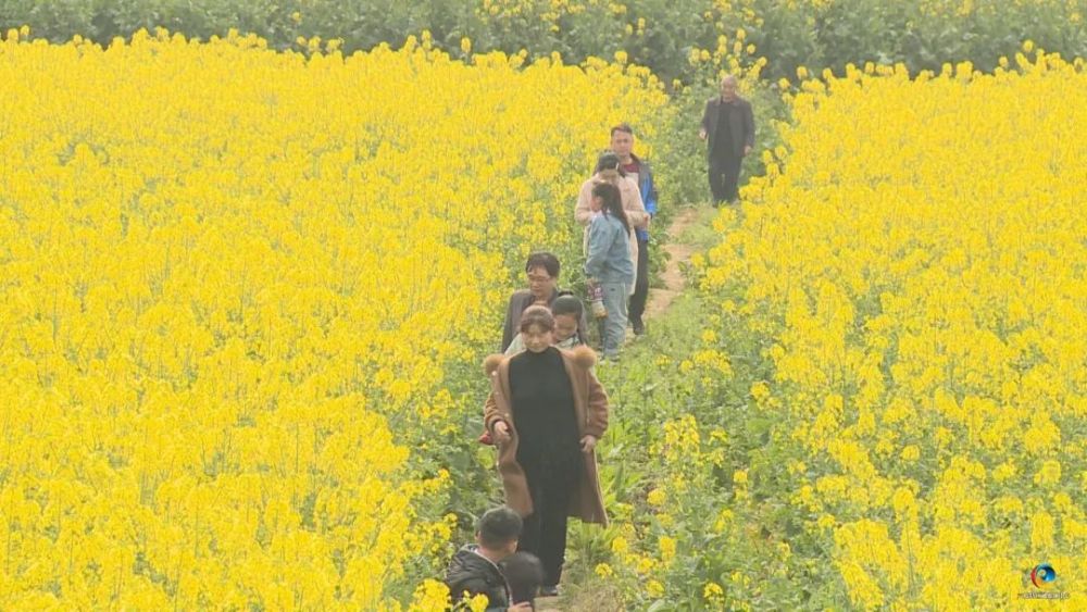 "游客  卢丽萍从三月开始,木岗镇万亩油菜花全面进入盛花期,为木岗