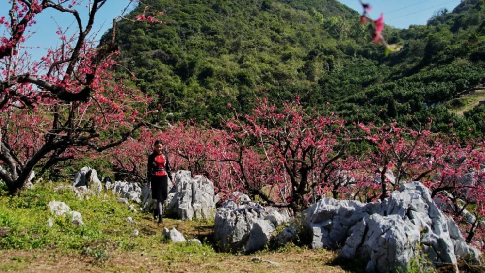 水墨桃花用镜头记录翁源桃花烂漫美景