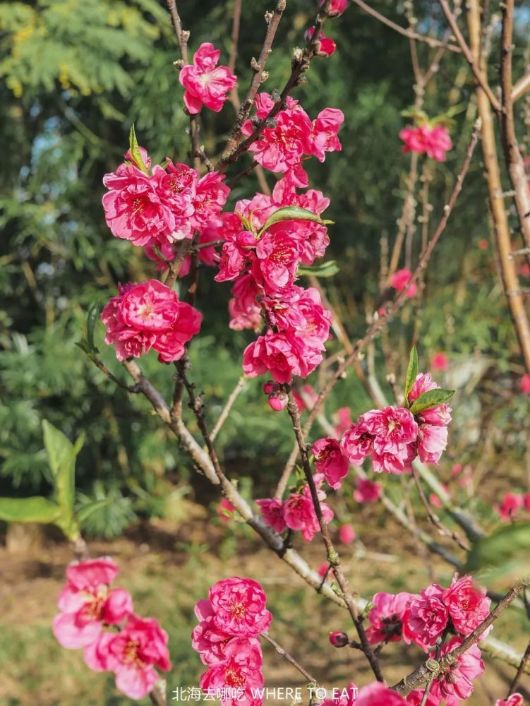 美呆北海这片桃花林开了一起去赏花求桃花运